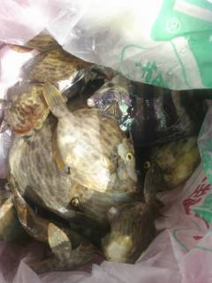 岸和田一文字　沖の北でカワハギ・サンバソウの釣果