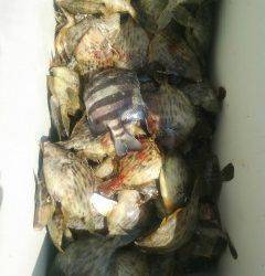 岸和田一文字　沖の北でカワハギ・サンバソウの釣果