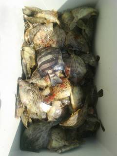 岸和田一文字　沖の北でカワハギ・サンバソウ…