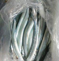 岸和田一文字　キビナゴのウキ釣りでタチウオ、ほかサヨリ・アジも釣れています