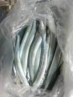 岸和田一文字　キビナゴのウキ釣りでタチウオ、ほかサヨリ・アジも釣れています