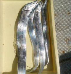 岸和田一文字　キビナゴのウキ釣りでタチウオ、ほかサヨリ・アジも釣れています