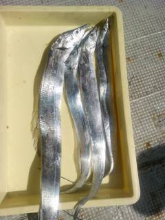 岸和田一文字　キビナゴのウキ釣りでタチウオ…