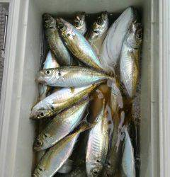 岸和田一文字　旧の赤灯台にてサビキで良型アジ