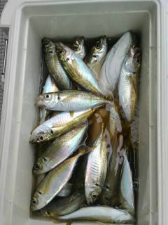 岸和田一文字　旧の赤灯台にてサビキで良型アジ