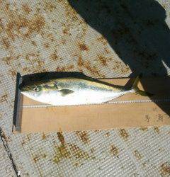 岸和田、ノマセ釣りで青物が好調です