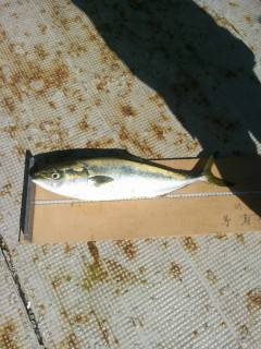 岸和田、ノマセ釣りで青物が好調です