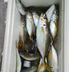 岸和田一文字　旧の赤灯台にてサビキで良型アジ