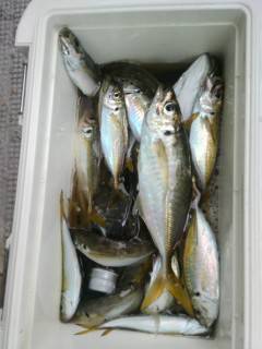 岸和田一文字　旧の赤灯台にてサビキで良型ア…