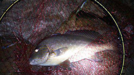 秋の行楽シーズンふかせもシーズン突入〜コロ…