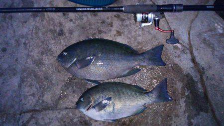 北風の強い阿尾にてフカセ釣り　夕マヅメに本…