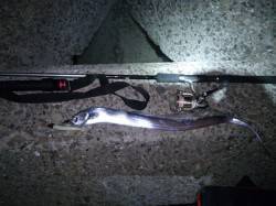 助松埠頭　大勢のタチウオ狙いの中でのワイン…