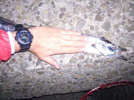 エサ釣りでワインドのリベンジ　タチウオ2h…