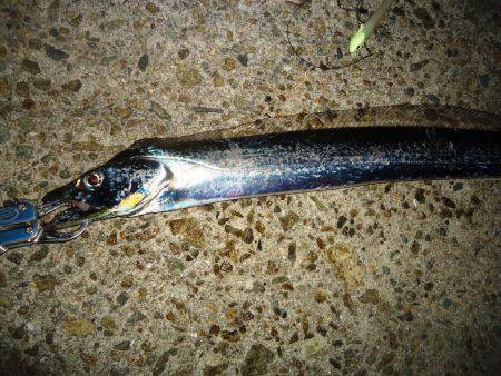 貝塚周辺タチウオワインド　1匹目は中層ﾀﾞ…