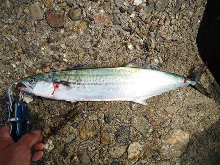 貝塚人工島　ライトショアジギングで9時〜昼…