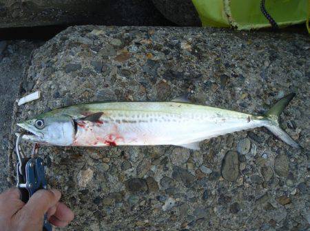 貝塚人工島　ショアジギングでサゴシ＆ツバス…