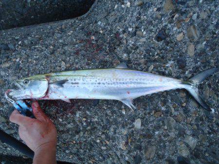 貝塚人工島　ライトショアジギングサゴシ釣り…