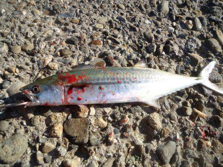 ライトショアジギングでサゴシ　in泉佐野