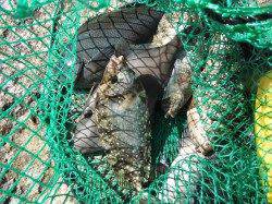 和歌山北港魚つり公園　チヌ・イシガキダイ・カワハギの釣果