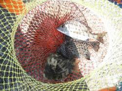 和歌山北港魚つり公園　チヌ・イシガキダイ・…