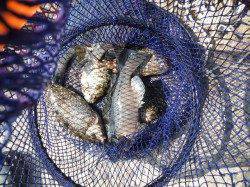 和歌山北港魚つり公園　グレ・ウマヅラ・アジ・アイゴ