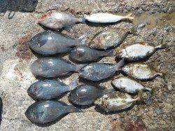 和歌山北港魚つり公園　グレ・ウマヅラ・アジ・アイゴ