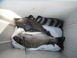 和歌山北港魚つり公園　メジロ67cmの釣果