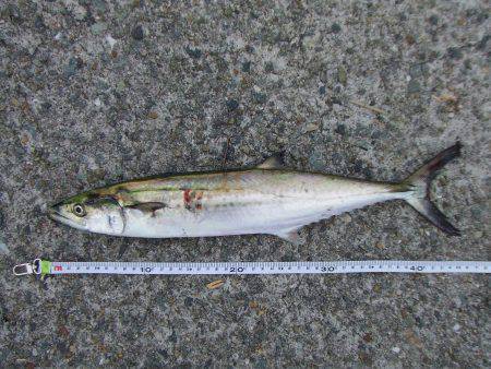 南芦屋浜東側ベランダ　ワインドでサゴシHI…