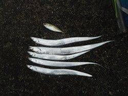 和歌山北港魚つり公園　タチウオの釣果ありました！