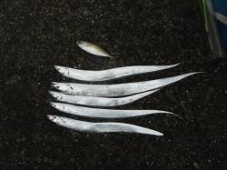 和歌山北港魚つり公園　タチウオの釣果ありま…