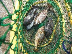 和歌山北港魚つり公園　カゴ釣りでグレとアイゴ