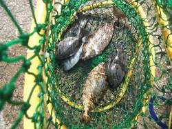 和歌山北港魚つり公園　カゴ釣りでグレとアイ…