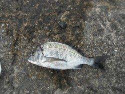 和歌山北港魚つり公園　カゴ釣りでチヌの釣果