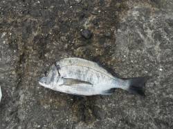 和歌山北港魚つり公園　カゴ釣りでチヌの釣果…