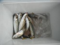 和歌山北港魚つり公園　良型アジが釣れていま…