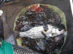 和歌山北港魚つり公園　セイゴ・グレ・ガシラ・カワハギ