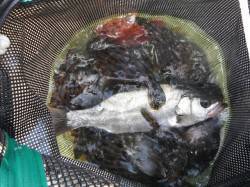 和歌山北港魚つり公園　セイゴ・グレ・ガシラ…