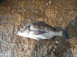 タチウオとチヌの釣果　和歌山北港魚つり公園