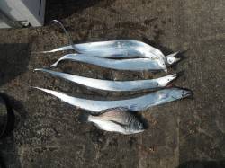 タチウオとチヌの釣果　和歌山北港魚つり公園…