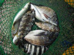 北港釣り公園　チヌ・アイゴ・サンバソウの釣果