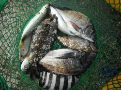 北港釣り公園　チヌ・アイゴ・サンバソウの釣…