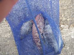 和歌山北港魚つり公園　紀州釣りでチヌ・アイ…