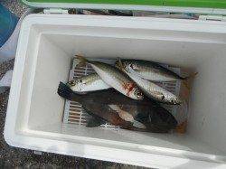 和歌山北港魚つり公園　紀州釣りでチヌ・アイゴ・アコウ