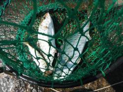 和歌山北港魚つり公園　ハマチ45cm・シオ…