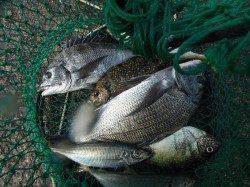 和歌山北港魚つり公園　天秤カゴ釣りでチヌ・アイゴ・アジ