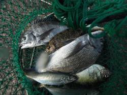 和歌山北港魚つり公園　天秤カゴ釣りでチヌ・…