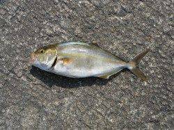 和歌山北港魚つり公園　シオ・グレ・アイゴ・小アジ