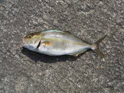 和歌山北港魚つり公園　シオ・グレ・アイゴ・…