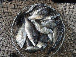 和歌山北港魚つり公園　紀州釣りでチヌ好調でした☆