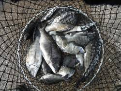 和歌山北港魚つり公園　紀州釣りでチヌ好調で…